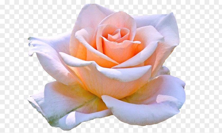 Marilyn Monroe Hybrid Tea Rose Flower Clip Art PNG