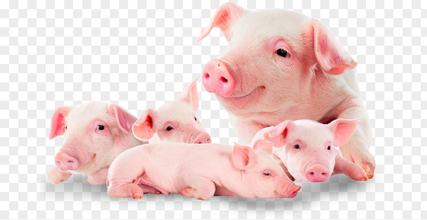 Pig Domestic Suckling Food Pork PNG