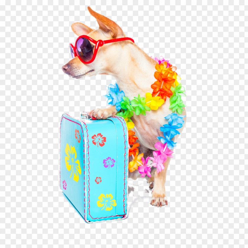 Vacation Stock Photography Chihuahua Summer PNG