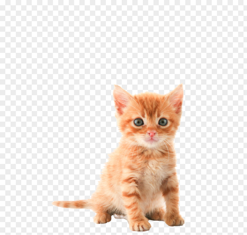 Kitten Tabby Cat Clip Art PNG