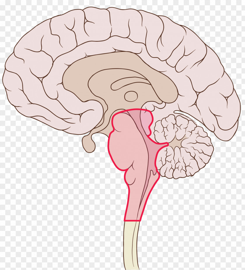 On The Brain Ventromedial Prefrontal Cortex Frontal Lobe Dorsolateral PNG