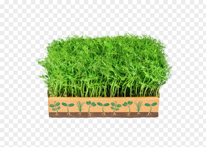 Vegetable Greens Microgreen Turnip Gardening PNG