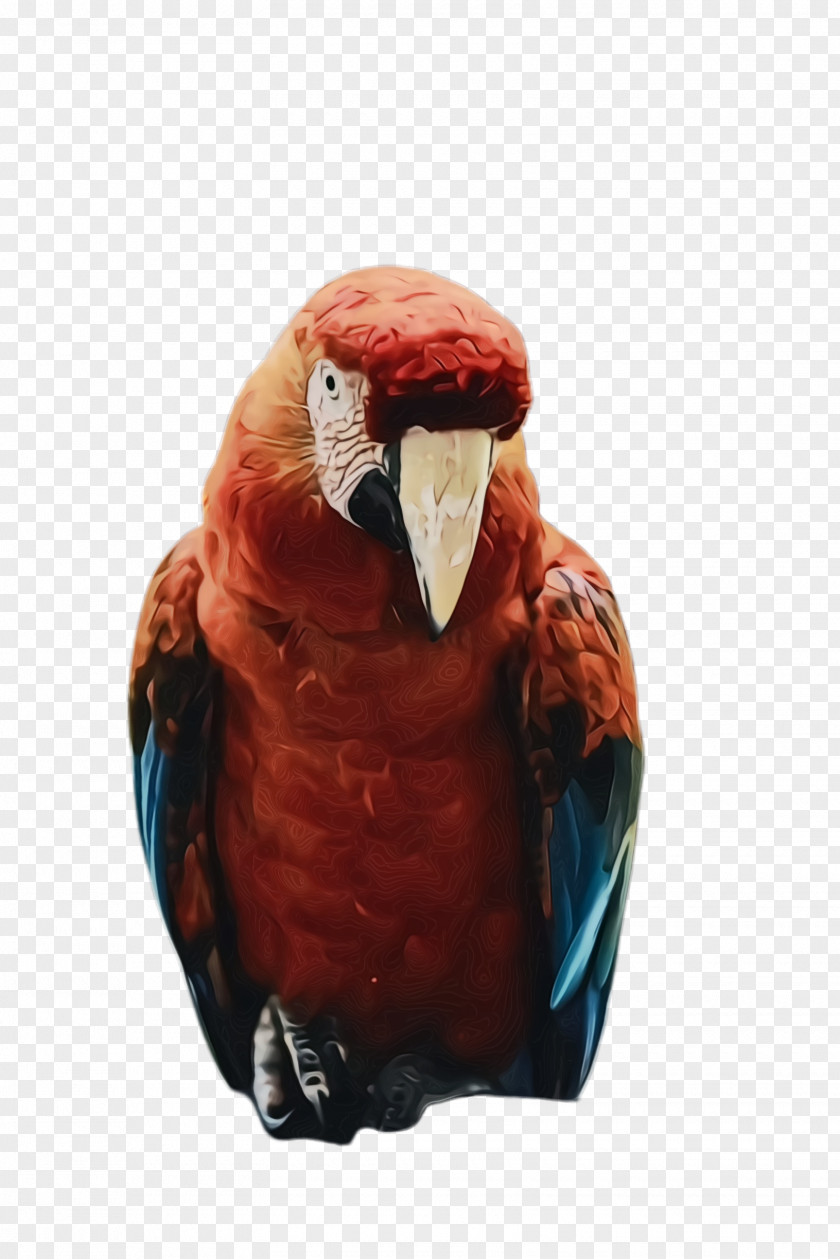Beak Macaw Colorful Background PNG