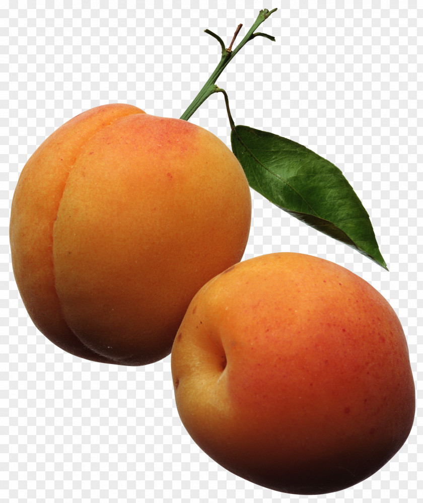 Fruit Peaches Apricot Peach Clip Art PNG