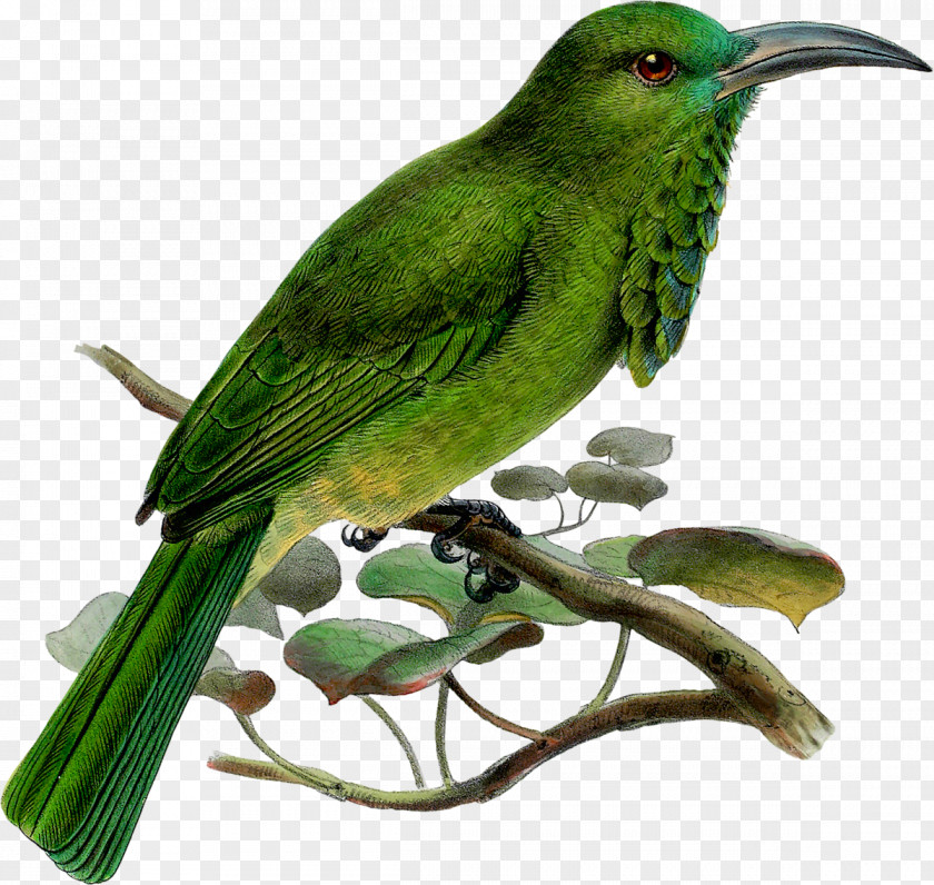 Bird Beak Reptile Clip Art PNG