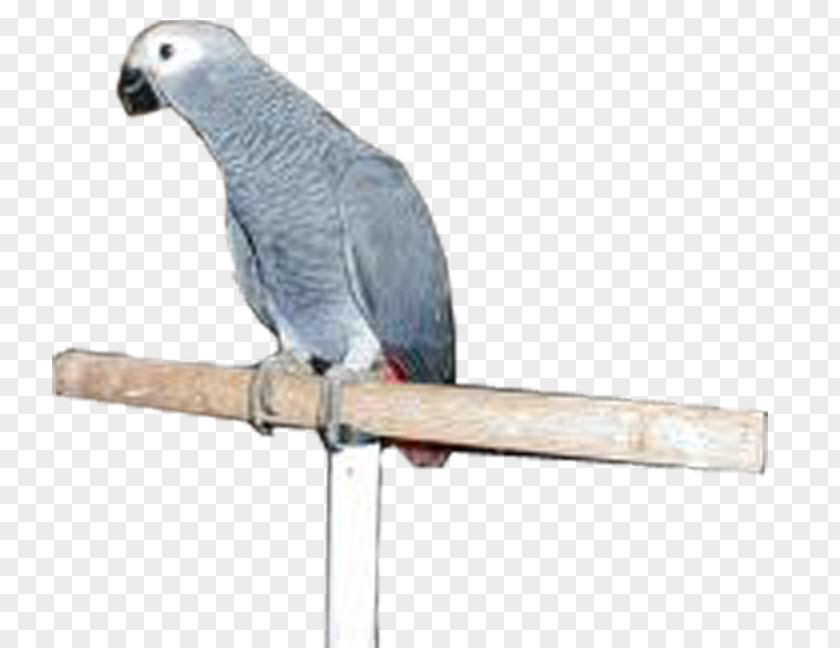 Grey Parrot Budgerigar Bird Parakeet PNG