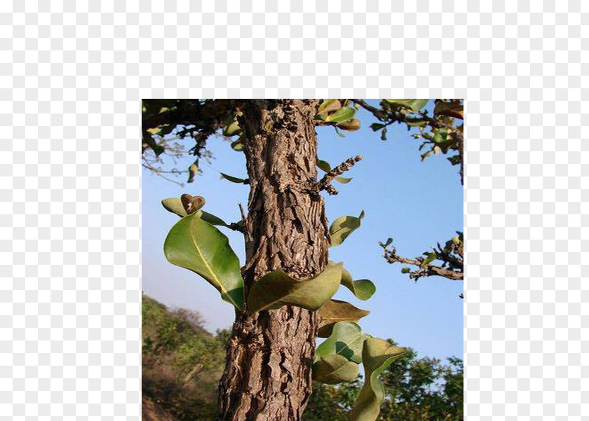 Bark Catuaba Tree Food Erythroxylum PNG