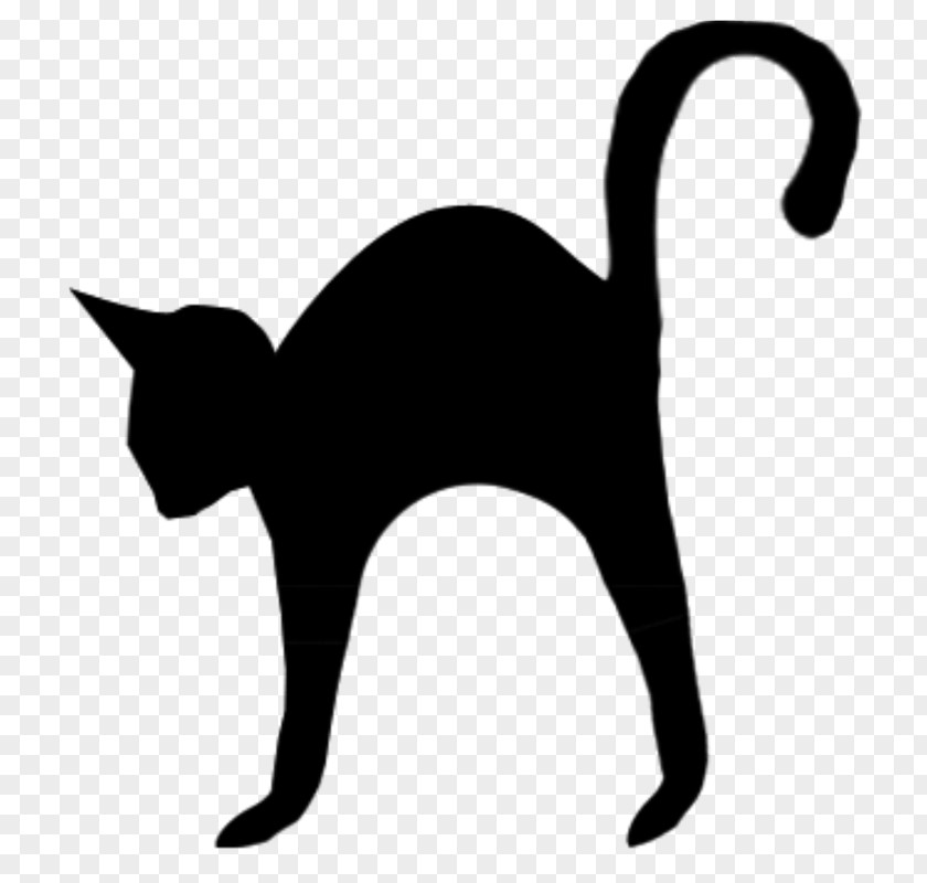 Fp Black Cat Kitten Domestic Short-haired Still Life: Pink Roses PNG
