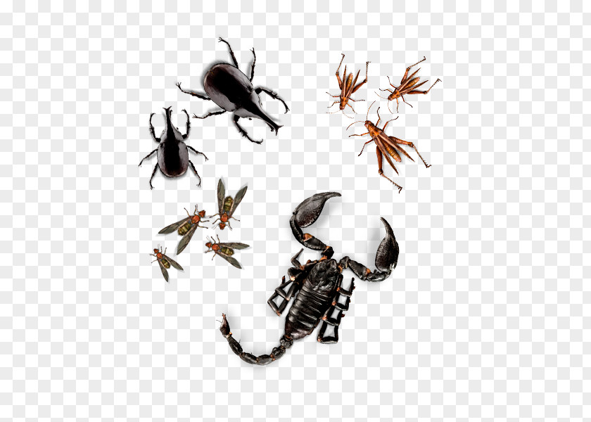 Insect Queen Ant Weaver Food Larva PNG