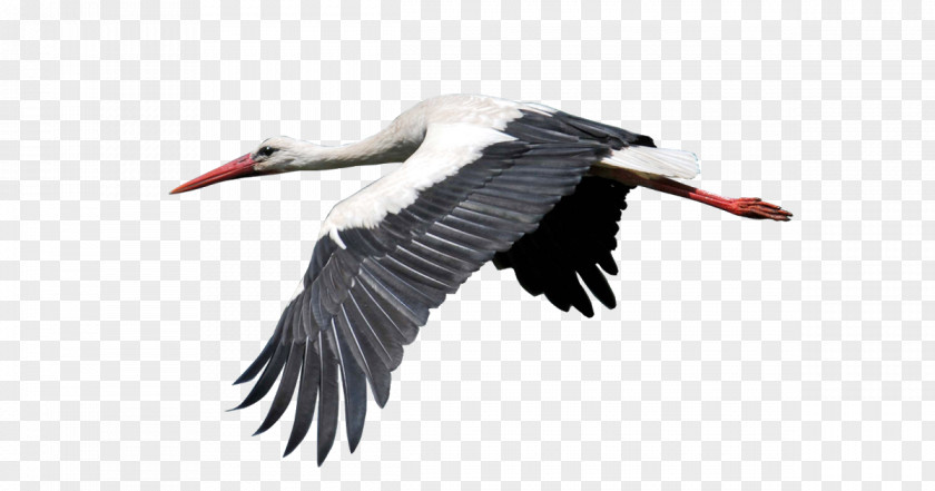 Bird White Stork Heron Image PNG