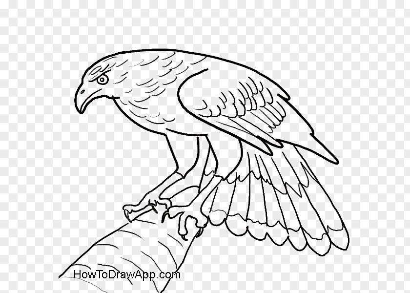 Eagle Bald Drawing Hawk PNG
