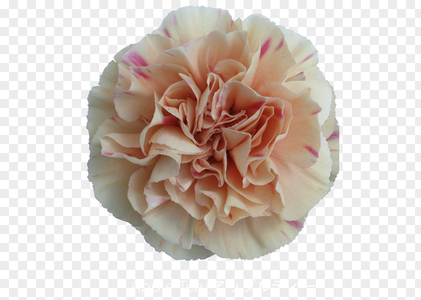 Flower Cabbage Rose Carnation Cut Flowers Mother's Day PNG
