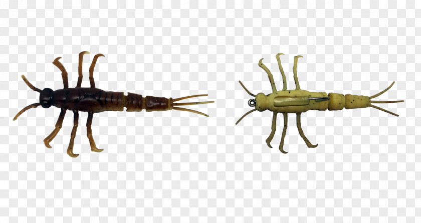 Insect Mayfly Nymph PNG