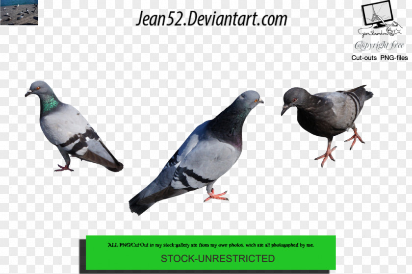 Pidgeon Stock Dove Pigeons And Doves Image Login PNG