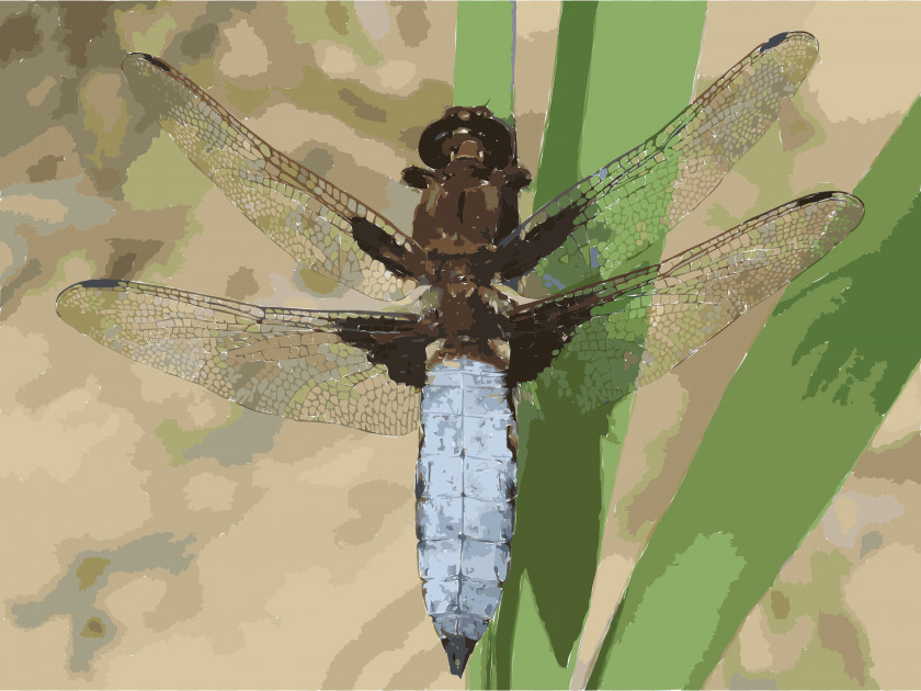 Dragonfly Libellula Depressa Insect Celithemis Erythemis Simplicicollis Blue Dasher PNG