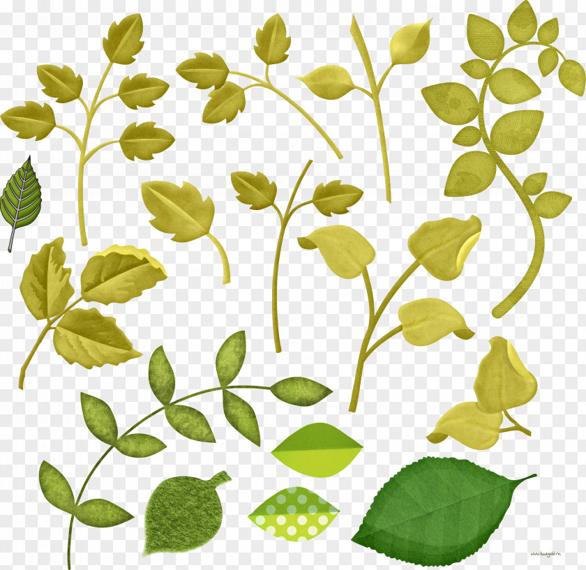 Leaf Floral Design Clip Art PNG