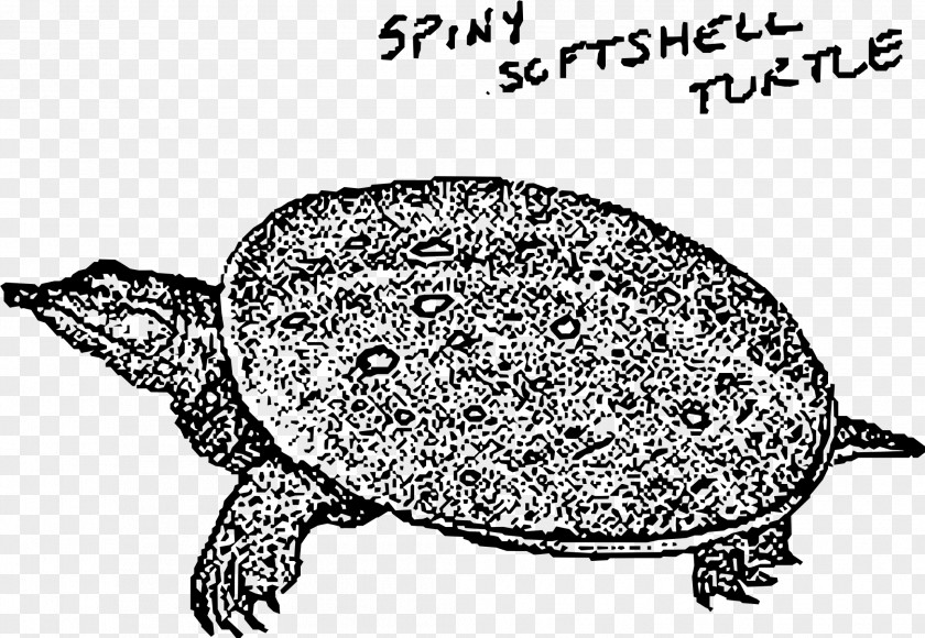 Turtle Sea Reptile Tortoise Clip Art PNG