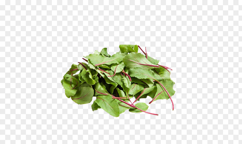 Vegetable Chard Leaf Salad Arugula PNG