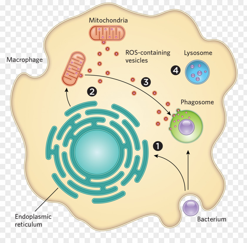 Bacterial Infographic Bacteria Mitochondrion Cell Pathogen Microorganism PNG