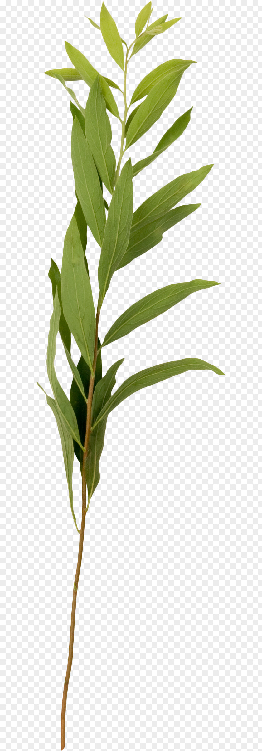 Greenery Photography Plant Collage Yandex Search PNG