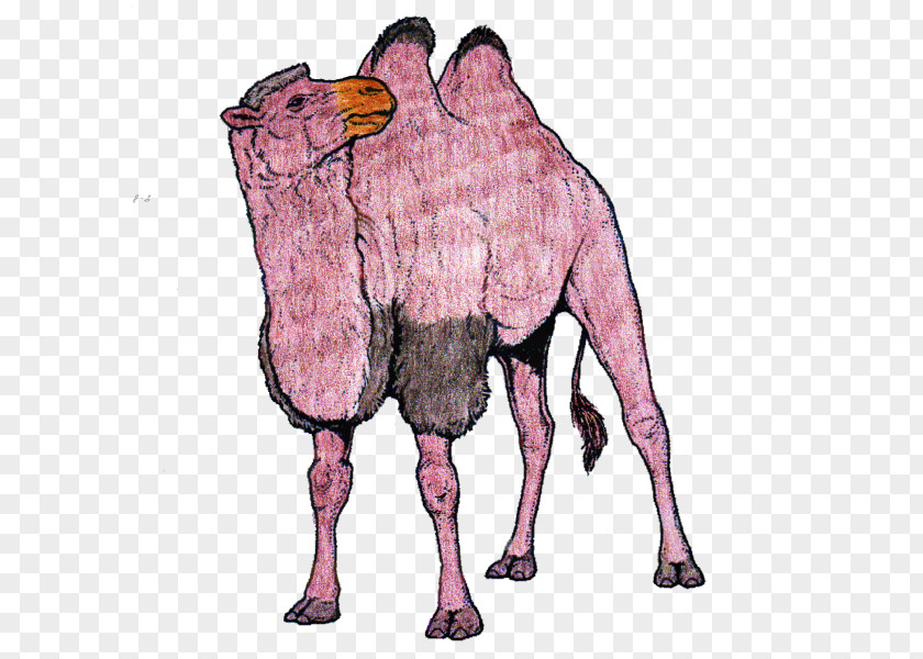 Horse Dromedary Bactrian Camel Pack Animal Mammal PNG