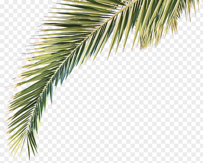 Leaf Shortstraw Pine Tree Yellow Fir Oregon White Red PNG