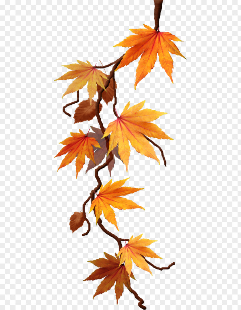 Autumn Clip Art Maple Leaf PNG