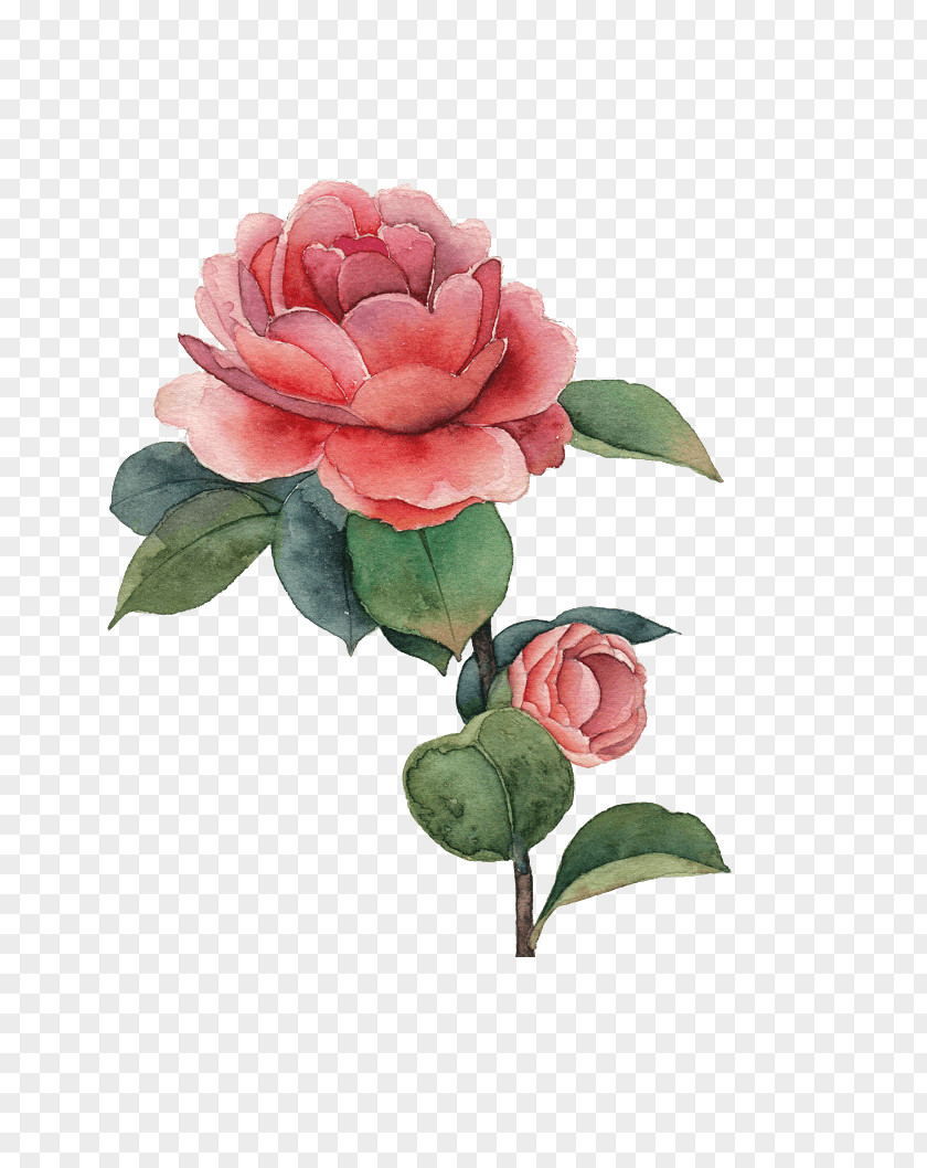 Blossoms Watercolor Painting Rose Flower PNG