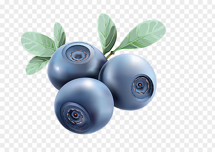 Blueberry Euclidean Vector PNG