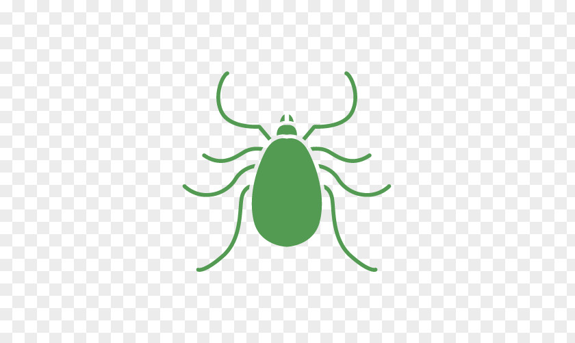 Insect Green Pollinator Line Clip Art PNG