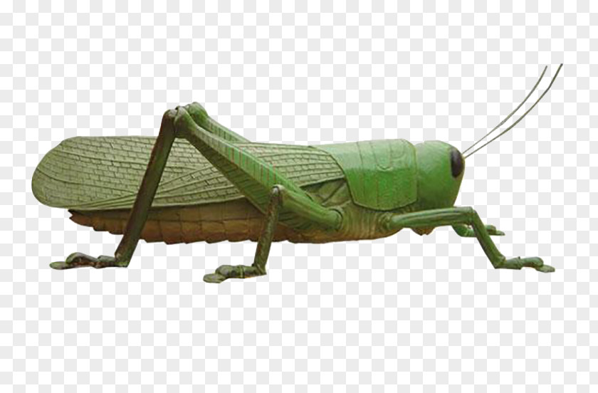 Grasshopper Locust Insect Caelifera PNG