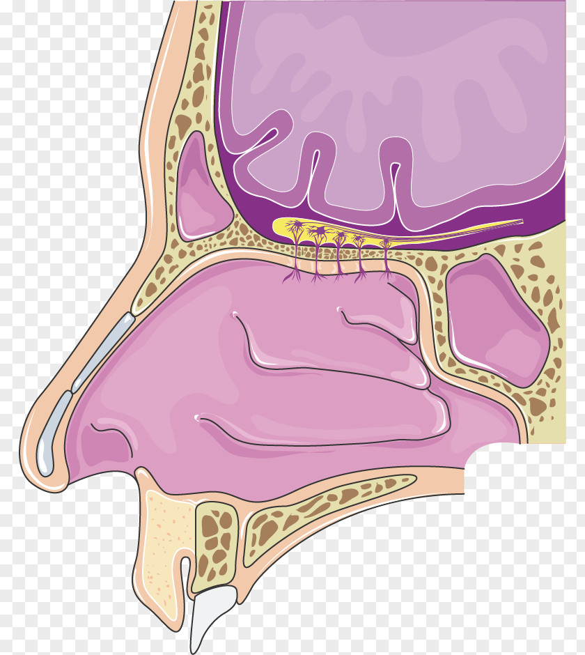 Vocal Cords Nasal Cavity Olfactory Bulb Nose Otorhinolaryngology Olfaction PNG