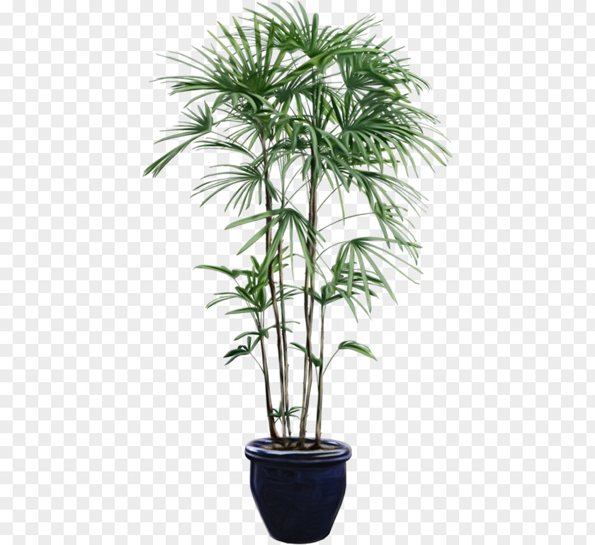 Woody Plant Flowering Palm Tree PNG