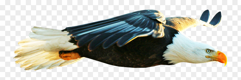 Bird Bald Eagle Beak Desktop Wallpaper PNG
