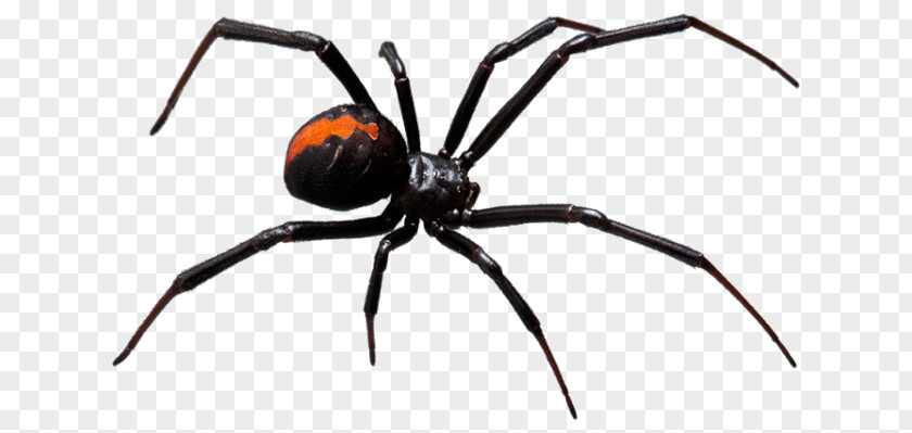 Black Widow Spider Bite Redback Web Pest Control PNG