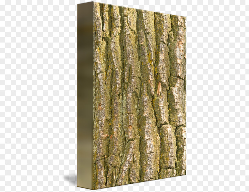 Canvas Texture Birch Wood Trunk /m/083vt Bark PNG