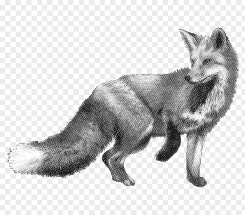 Realistic Sketch Drawing The Fox & Hounds Pencil PNG