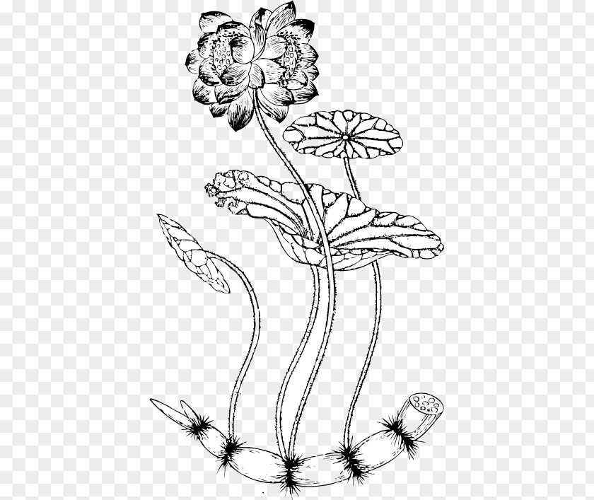 Traditional Stone Nelumbo Nucifera Lotus Root Line Seed PNG