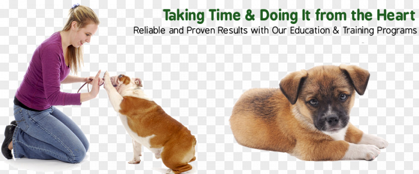 100 Guaranteed Dog Training Great Dane Puppy Train Your Bulldog PNG