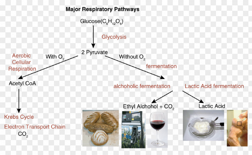 Cellular Respiration Anaerobic Lactic Acid Fermentation Glycolysis PNG