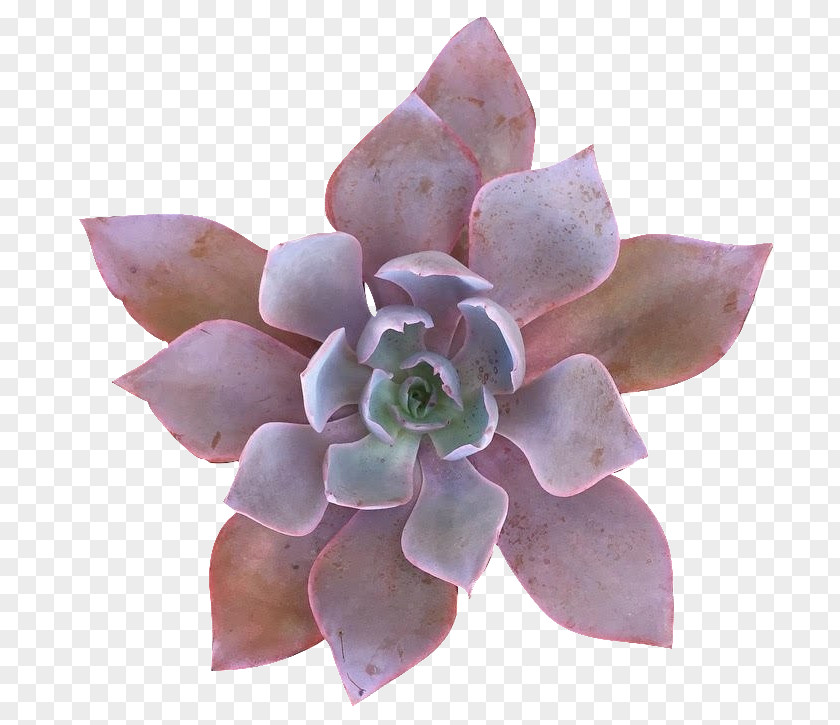Echeveria Succulent Plant Greenhouse Pigmyweeds PNG