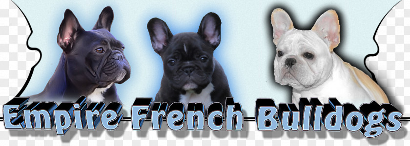 French Bulldog Boston Terrier Dog Breed PNG