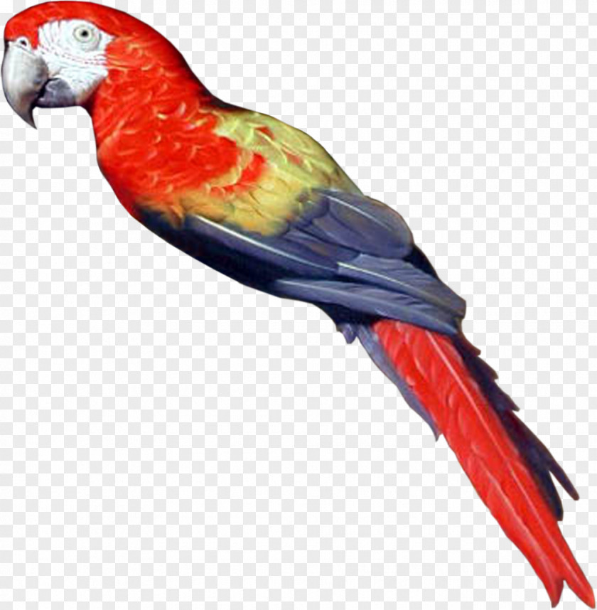 Parrot Bird Clip Art PNG