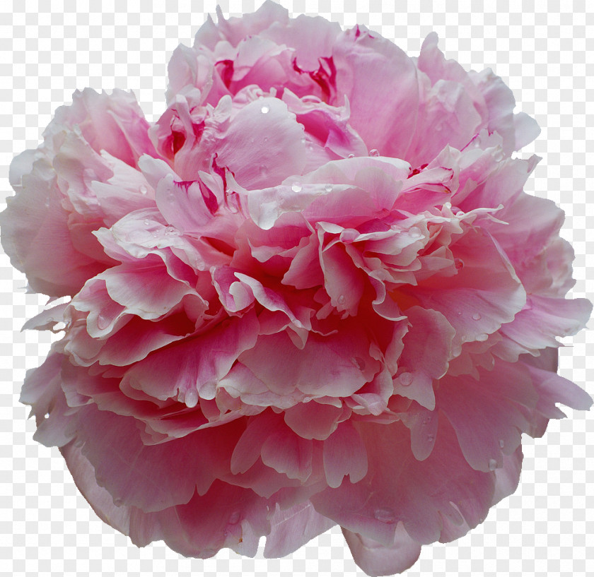 Peony Albom Essential Oil Clip Art PNG