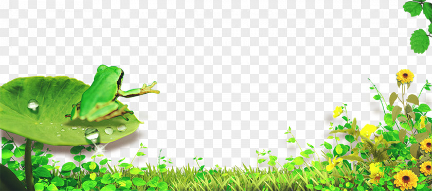 Pond Frog Poster Download PNG