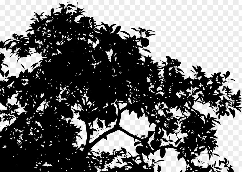 Silhouette Leaf Sky PNG