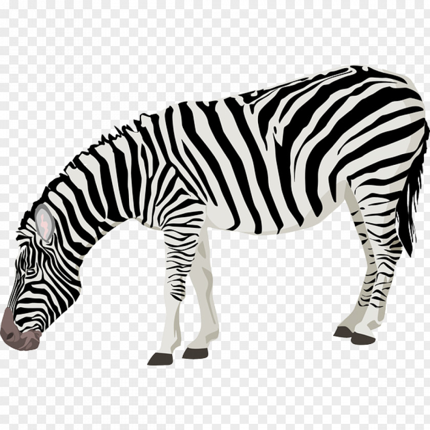 Stripe Zebra Clip Art PNG
