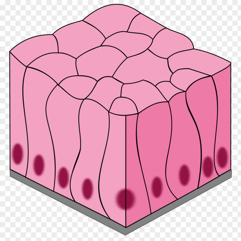 TISSUE Simple Columnar Epithelium Squamous Stratified Pseudostratified PNG