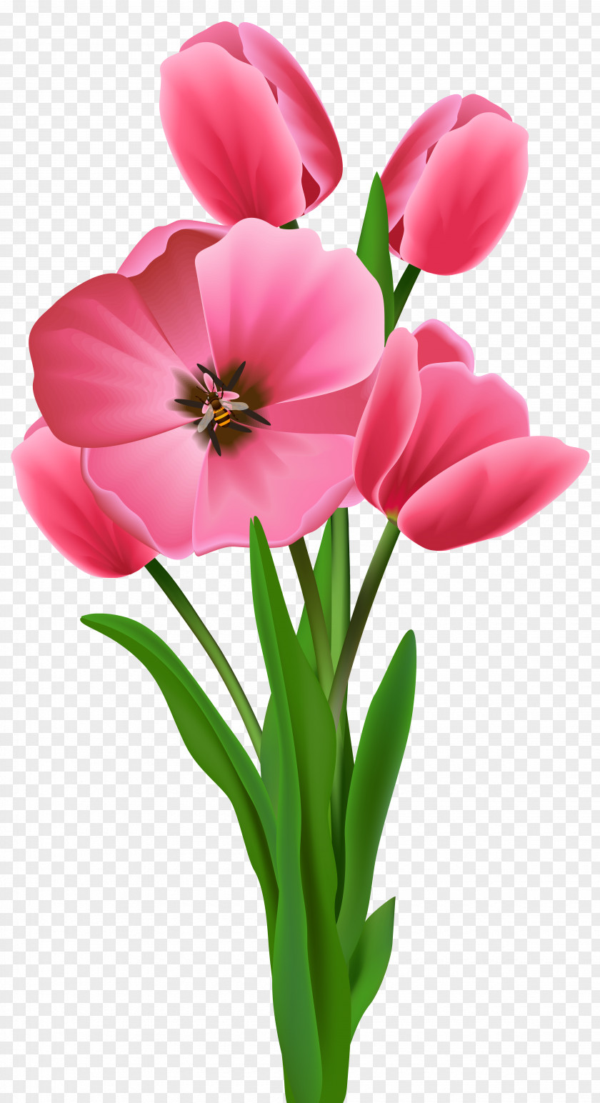 Tulips Transparent Image Flower Varuthini Ekadashi Clip Art PNG