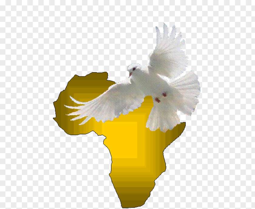 Eagle Holy Spirit Beak Doves As Symbols Feather PNG